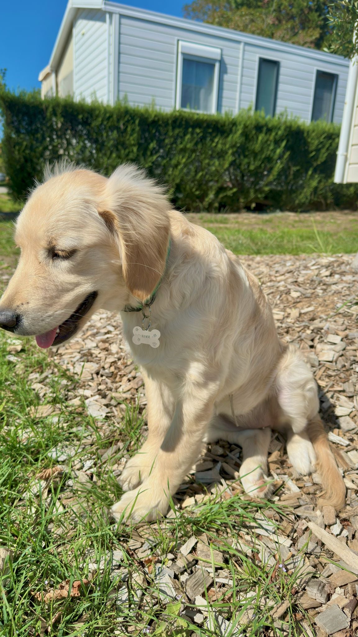 Aïka / Médaille pour chien
