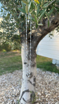 Kesha / Colliers